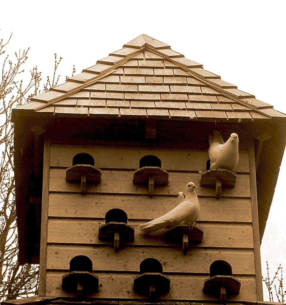 Dovecott